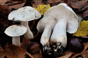 Грибы Рядовки Белые Голубиные - Голубки.  Собираем Лисички..