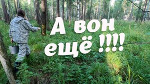 А вон ещё !!! Поход за грибами после работы! Чудесный лес с белыми и красноголовиками! Грибной сезон