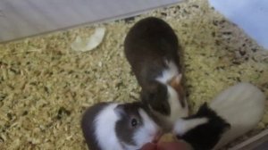 Морские свинки и папа свин  хорошие домашние животные едят яблоко, доверчивые и добродушные..mp4