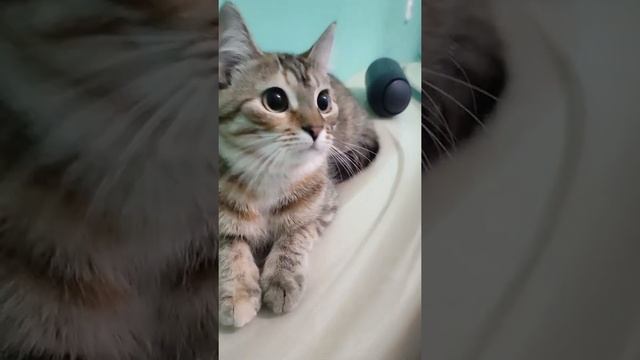 Филе Ментай в сыре, с томатами и майонезом