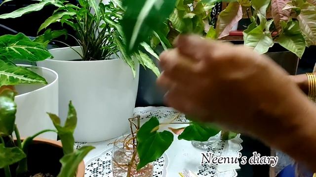 SYNGONIUM PLANT CARE &PROPAGATION MALAYALAM|SYNGONIUM PROPOGATION METHODS|SYNGONIUM CARE|arrow head смотреть онлайн