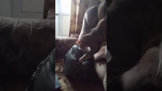 Ты не Ты, когда хочешь фантик!