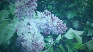 Одинокая Флейта. Романс. Lonely Flute. Romance.