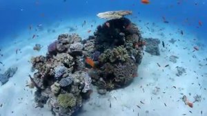 Тайны Красного моря, причудливые рыбы, кораллы
