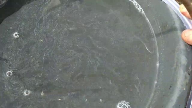 СТИМУЛЯТОР роста растений. Активизируется рост только после этого удобрения смотреть онлайн