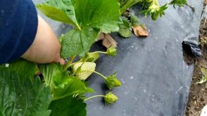 Белая или черная мульчирующая пленка?