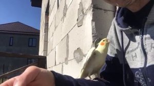 Попугай карелла на улице