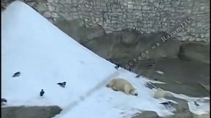 Детям о зоопарке. Как содержат таких разных обитателей