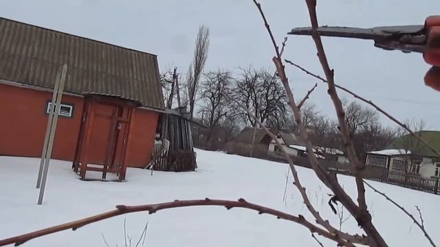ОБРЕЗКА МОЛОДОЙ АЛЫЧИ. Формируем не высокое и урожайное дерево. смотреть онлайн