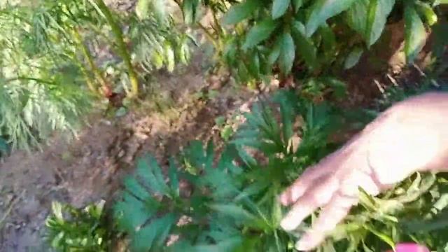 Пион Марьин корень, тонколистный и травянистый-как различаются? смотреть онлайн