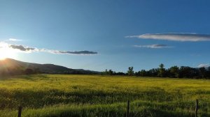 красивое поле