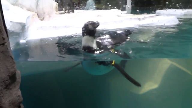 Пингвин в Казанском Океанариуме умеет плавать.