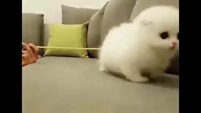 Миляшные котики ❤️❤️❤️🐱 (посмотри на их день) смотреть онлайн