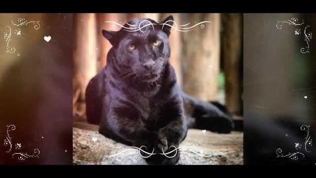 Чёрная пантера. смотреть онлайн