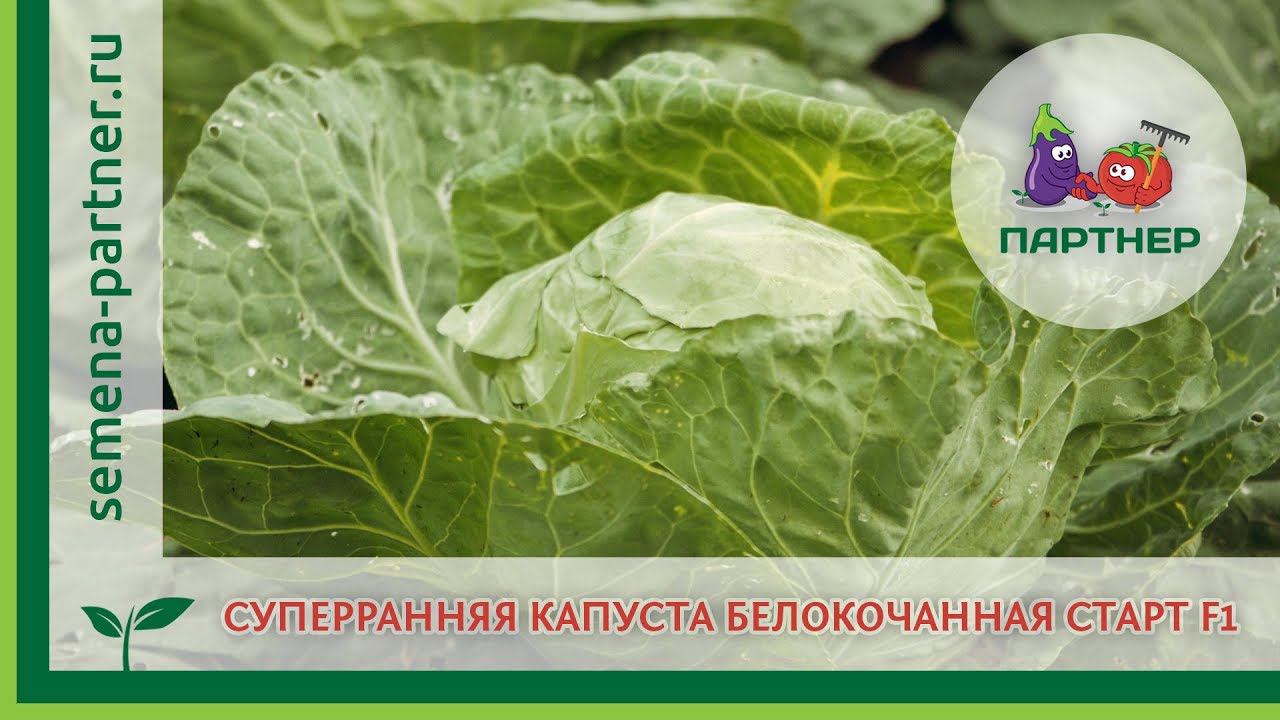 Суперранняя капуста белокочанная Старт F1