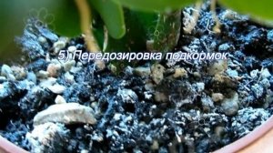 Белый налет на земле в горшках с домашними цветами