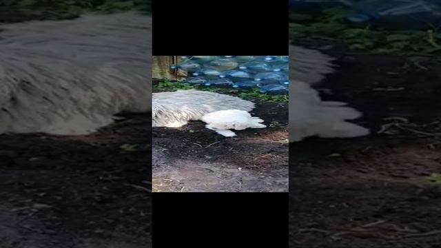 Бригада копателей🤪🤪