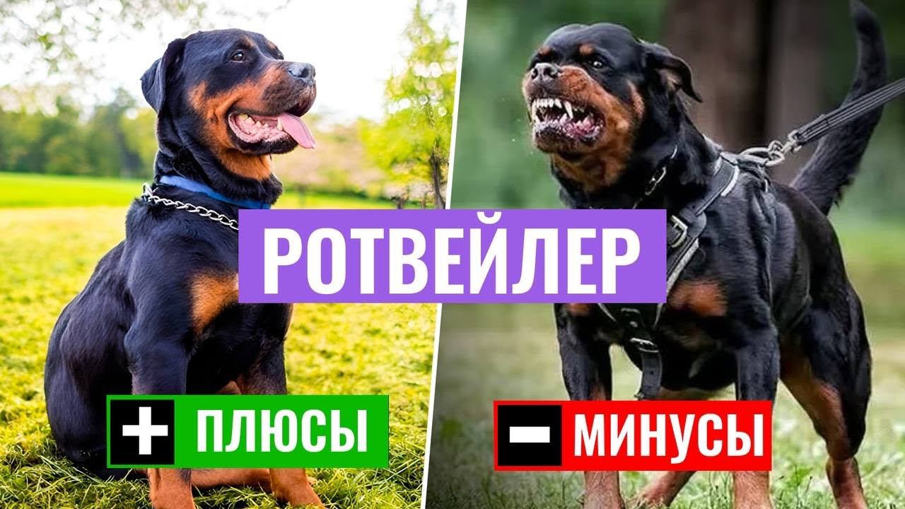 РОТВЕЙЛЕРЫ: Обзор породы. Опасны ли эти собаки для детей?