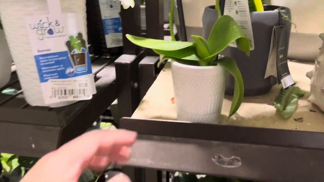 Plant Shopping at Lowes Xmas Plants смотреть онлайн