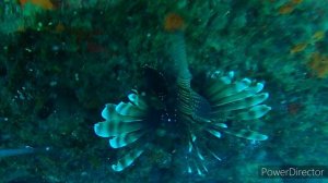 Опасные мигранты Средиземного моря