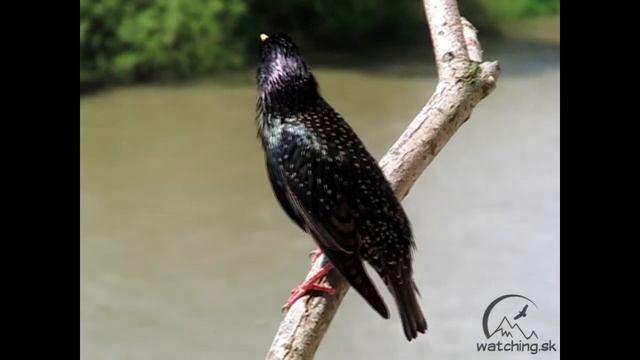 Sturnus vulgaris (škorec lesklý / European starling) смотреть онлайн