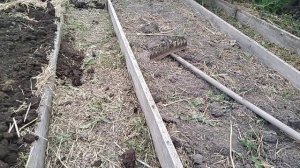 Делаем ленивые грядки для посадки клубники, после чеснока // Ягодная Империя Анастасии