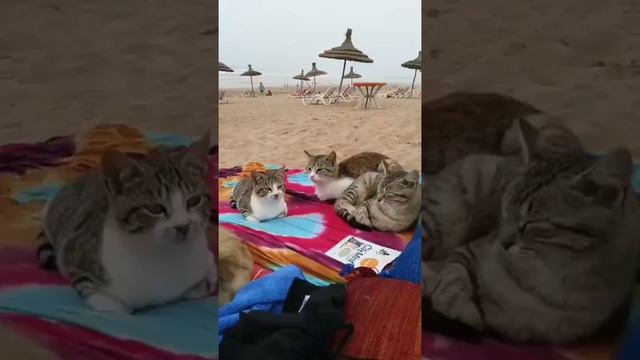 Где-то на пляжах Турции 🐱