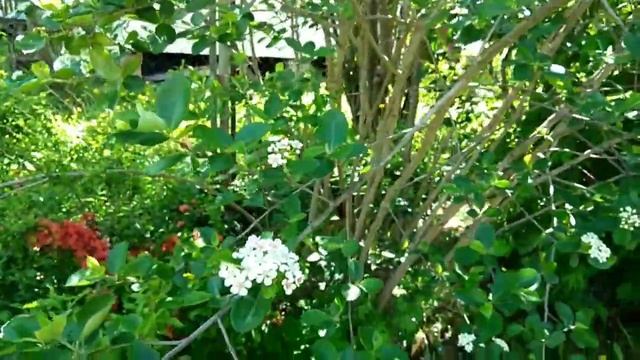 Цветёт черноплодная рябина. #простымисловами