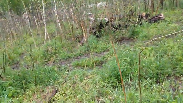 28.05.22. "Вестник Гримпенской трясины". смотреть онлайн