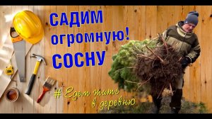 Строю свой дом, садим первое дерево на участке. Приживется ли?