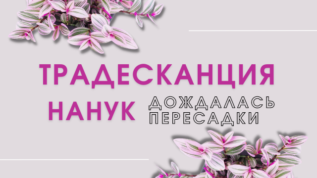 Традесканция Нанук стала портить листья, появились тёмные пятна на листьях