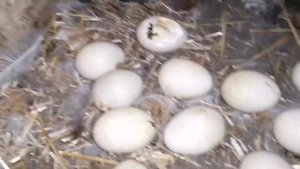 Вывод ИНДОУТЯТ под уточкой начался! / Сколько вывелось? /Мускусные утята и уточка