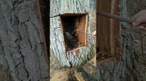 AKS metal detector in work, treasure found in the tree.Металодетектор АКС в работе, поиск сокровищ