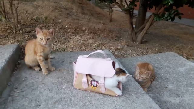 Кошки знакомятся с котенком! Давай, давай выходи:)))) смотреть онлайн