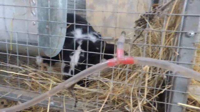 Крольчиха в родах смотреть онлайн