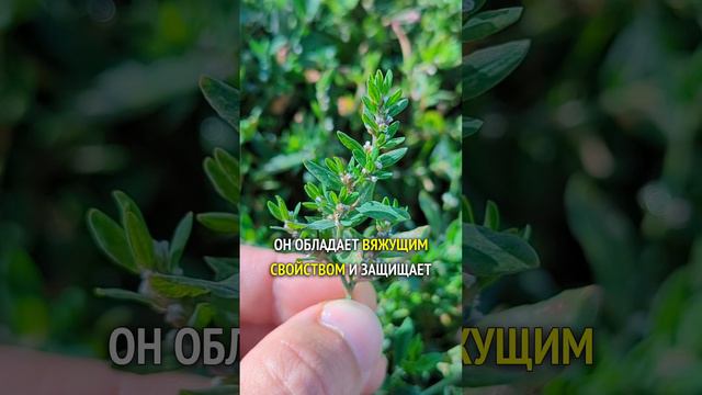 Спорыш - от камней в почках и кровотечений