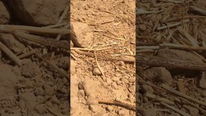 богомол супер маскировка от природы