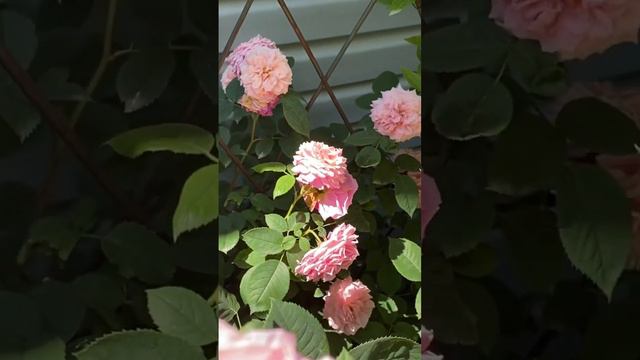 Мадам де Сталь🌸✨🌸✨🌸