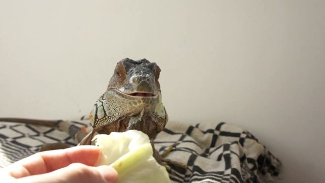 Игуана кушает Айсберг смотреть онлайн