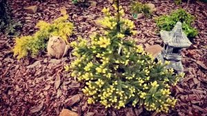 Редкие хвойные🔥 Начало цветения ч.2🌲21.05.2024г