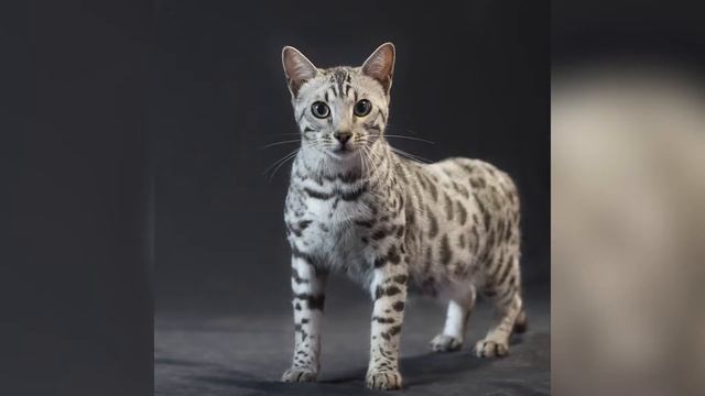 Бенгальская кошка: история происхождения породы