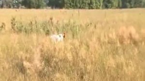 О породе эпаньол бретон