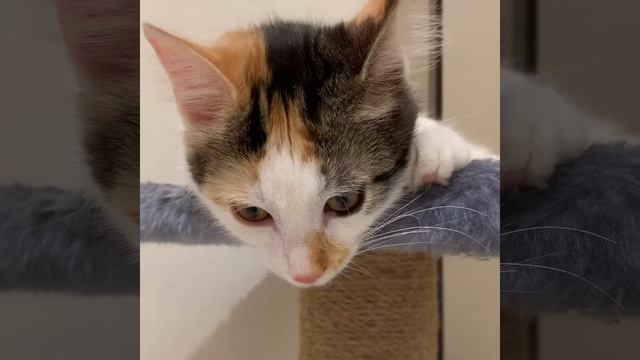 Кошечка Соня смотреть онлайн