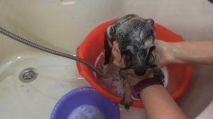 Стрижка Йоркширского терьера. Классическая стрижка. Косметика ProAnimal