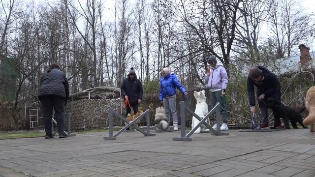 Догтренинг 463. Куча мала: ховаварт, ризеншнауцер, кеесхонд, сиба-ину и  БШО. Упражнения для щенков смотреть онлайн