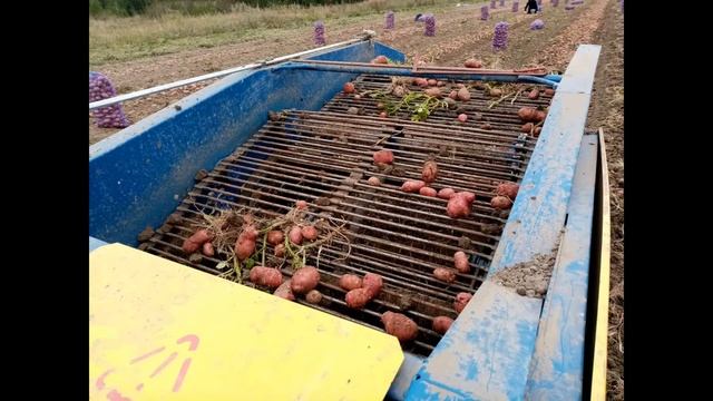 Сорт картофеля «Манифест» смотреть онлайн