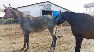 Как жеребец-производитель Виллем кобылу соблазнял))? Конеферма Эквилайн