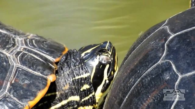 Nikon Coolpix P900 in den Blumengaerten смотреть онлайн