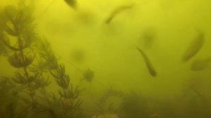 как работает макуха под водой