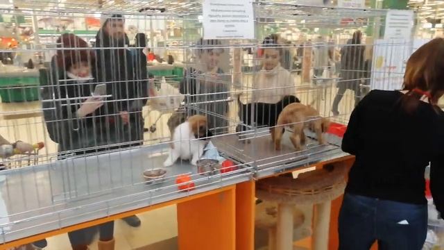 Щенки в зоомагазине. Чихуахуа, шпиц и другие. Собаки в клетках. смотреть онлайн